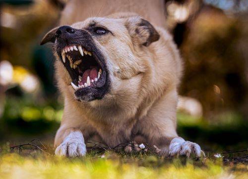 Indemnisation d’une cliente à la suite de son agression par des chiens à La Seyne-sur-Mer